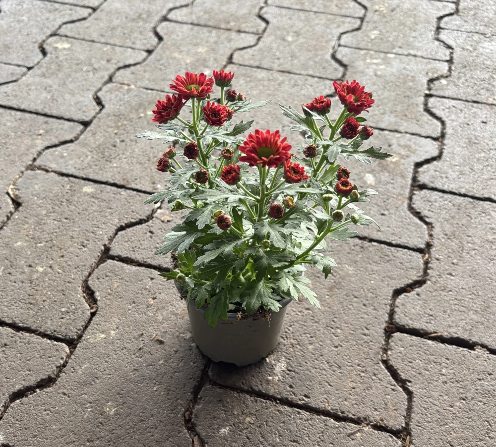 Chrysantheme, rot, 1 Trieber - Gallerie Bild 1